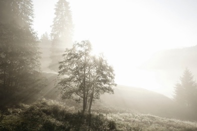 Morgentau